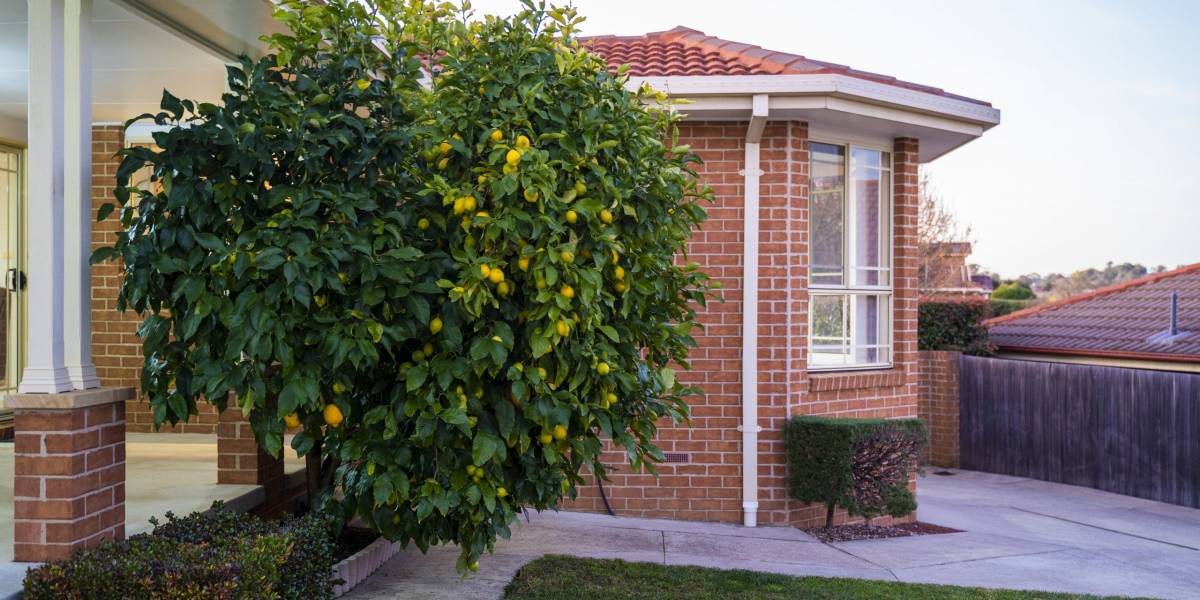 7 Tazewell Circuit, NICHOLLS, ACT 2913 AUS